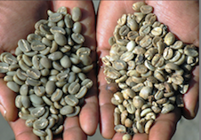 Coffee beans