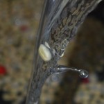 El agua que se utilizaba en el beneficio provenía de los acuíferos naturales de la montaña.