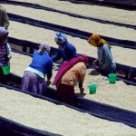 Para asegurar la calidad más alta, los caficultores escogían manualmente los granos que no fueran aptos y el resto se iba removiendo para que el secado fuera uniforme.