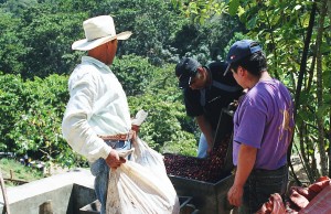 Caficultores