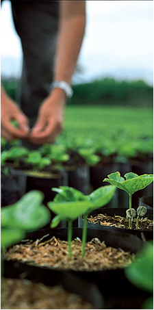 Coffee plant nursery