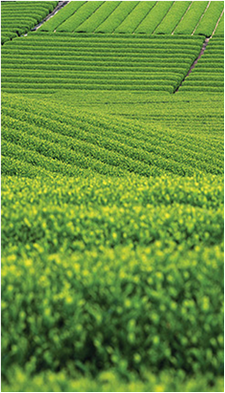 partners